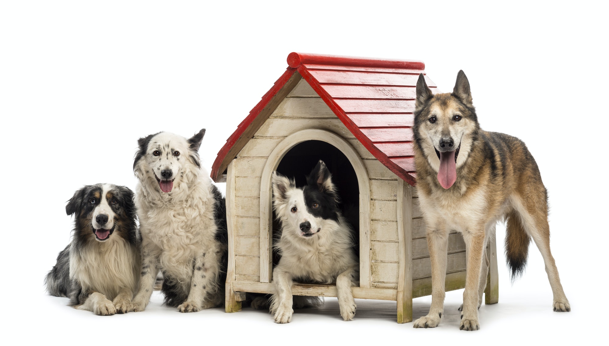 Group of dogs in and surrounding a kennel against white background